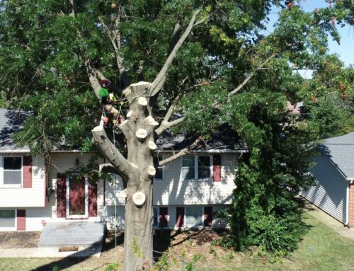 Small Business Showcase: Fish Lawn & Tree LLC and Townsend Landscape Supply