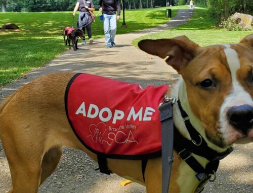 Philanthropy in Progress: An OCS Cares End-Of-Year Recap